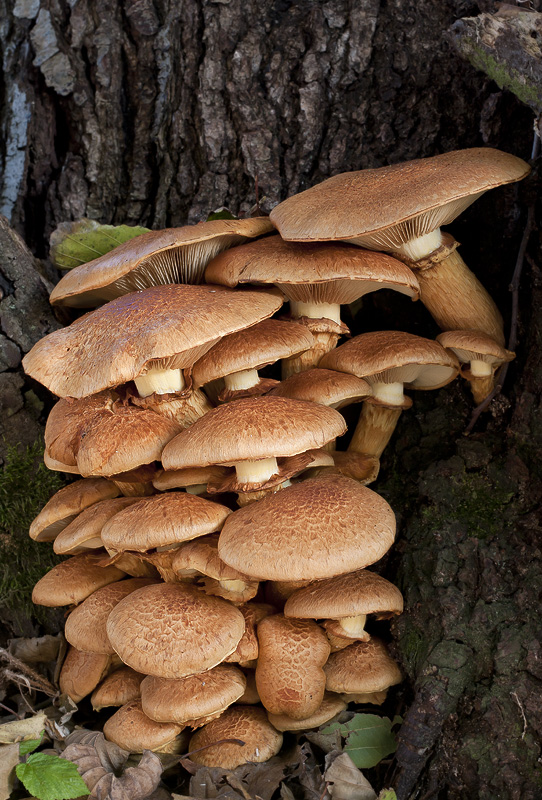 Gymnopilus junonius